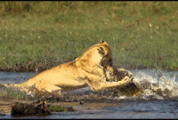 হাতির জন্য সিংহ-কুমিরের লড়াই 