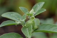 যৌবন ধরে রাখতে অশ্বগন্ধা