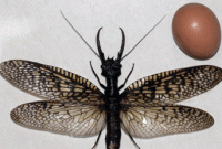 পৃথিবীর সবচেয়ে বড় ‘ড্রাগন ফড়িং’ 