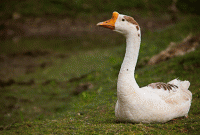 হাঁসের জন্য পুলিশ!