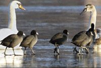 নিজেদের কথা বুঝে নেয় ওরা 