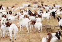 গুগল ছাগল ভাড়া নেয়!