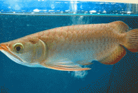 হেংকিন দ্বীপের অ্যাকোয়ারিয়াম 