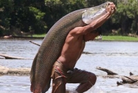 অ্যামাজানে উদ্ধার 'দৈত্য মাছ'