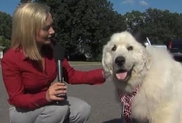 দুঃসাহসিক কুকুরটি এখন যুক্তরাষ্ট্রের মেয়র