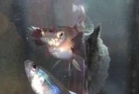 মাছের হাসপাতাল!