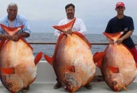 দুর্লভ মুনফিশ ধরা পড়ল বড়শিতে!