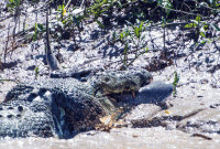 হাঙর মেরে কুমিরের বাহাদুরী!