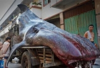 জেলের জালে ‘ফিসিং ক্যাপটেন’