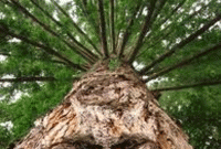 সাইকেলখেকো গাছ!