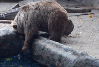 ভল্লুকের মহানুভবতা!