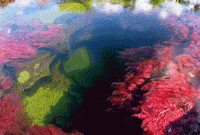 ৫ রঙের বিস্ময়কর এক নদী!