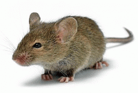 ইঁদুরের কারণে ট্রেন দুর্ঘটনায়!