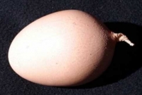 লেজওয়ালা ডিম!