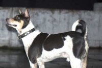 থানা-পুলিশ কুকুরের জন্য