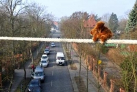 কাঠবিড়ালির জন্য সেতু!