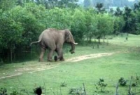 সঙ্গী খুঁজতে ঘ্রাণশক্তি যার বেশি