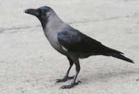 কাকের ভয়ে ঘরবন্দী রাজু