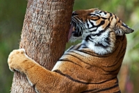 নামলেই বাঘের পেটে!