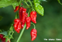 ৩ লাখ টাকায় ১ গ্রাম মরিচ!