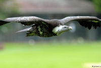 শকুনের কবলে বিমান!