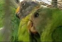 ট্রেনে বিরল প্রজাতির পাখি