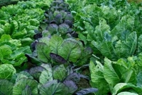 মহাকাশে সবজি চাষ!