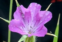 মৃত্যু যখন ফুলের ছোঁয়ায়!