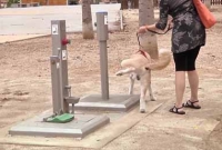 কুকুরের জন্য পাবলিক টয়লেট!