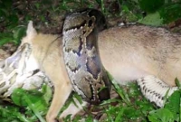 অজগরের মুখে জ্যান্ত শিয়াল