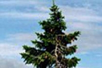 সাড়ে ৯ হাজার বছরের প্রাচীনতম বৃক্ষ!