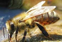 ক্যান্সারের গন্ধ চিনবে মৌমাছি!