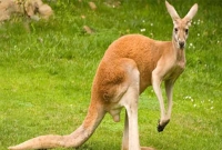 পাঁচ পায়ের প্রাণী!