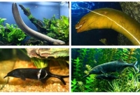 বিদ্যুতে যাদের শরীরভরা