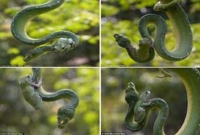 ব্যাঙ ও অজগরের বিস্ময়কর বন্ধুত্ব!