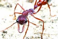 আমেরিকায় বিষাক্ত পিঁপড়ার আগ্রাসন!