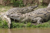 উগান্ডার মানুষখেকো কুমির! 