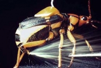 জাদুকরি ক্ষমতাধর ১০ পোকা!