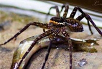 মাছখেকো মাকড়সা!