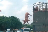 শূকরের বাঁচার কাহিনী : চায় স্বাধীনতা! 