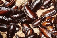 ১ লক্ষ তেলাপোকা পুষছেন মহিলা!