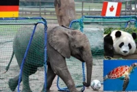 ভবিষ্যদ্বাণী দেবে হাতি-কচ্ছপ-পান্ডা 