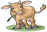 গোবর থেকে বিশুদ্ধ খাবার পানি! 