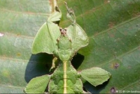 প্রাণীর ছদ্মবেশ! 