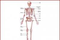 ক্যান্সার-হৃদরোগে নয়া আবিষ্কার! 