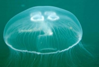 আশা জাগাচ্ছে ‘কম্ব জেলি’ 