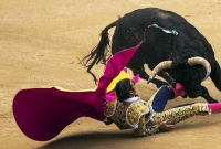 ওয়ার্ল্ড সিরিজে ষাঁড়! 