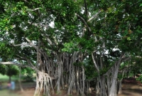 বটগাছের জাদুতে বিয়ে! 