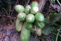 আয়ু বাড়ায় লক্ষ্য 