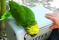 নারী কণ্ঠে টিয়ার হাসি! 